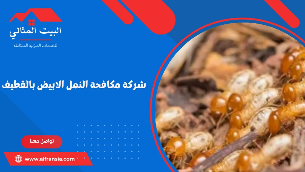 شركة مكافحة النمل الابيض بالقطيف