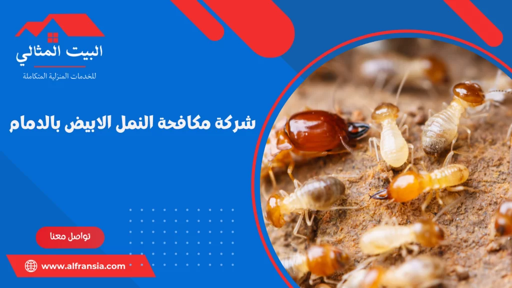 شركة مكافحة النمل الابيض بالدمام