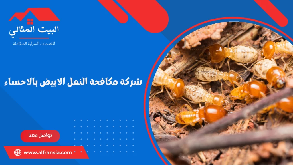 شركة مكافحة النمل الابيض بالاحساء