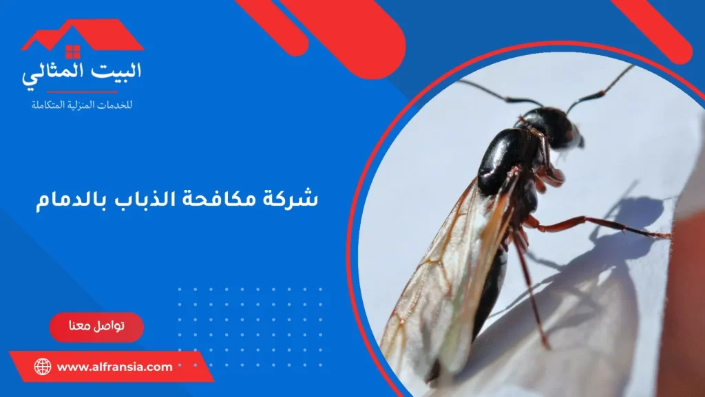 شركة مكافحة الذباب بالدمام