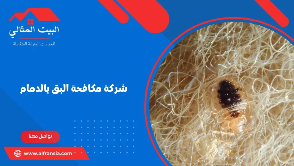 شركة مكافحة البق بالدمام