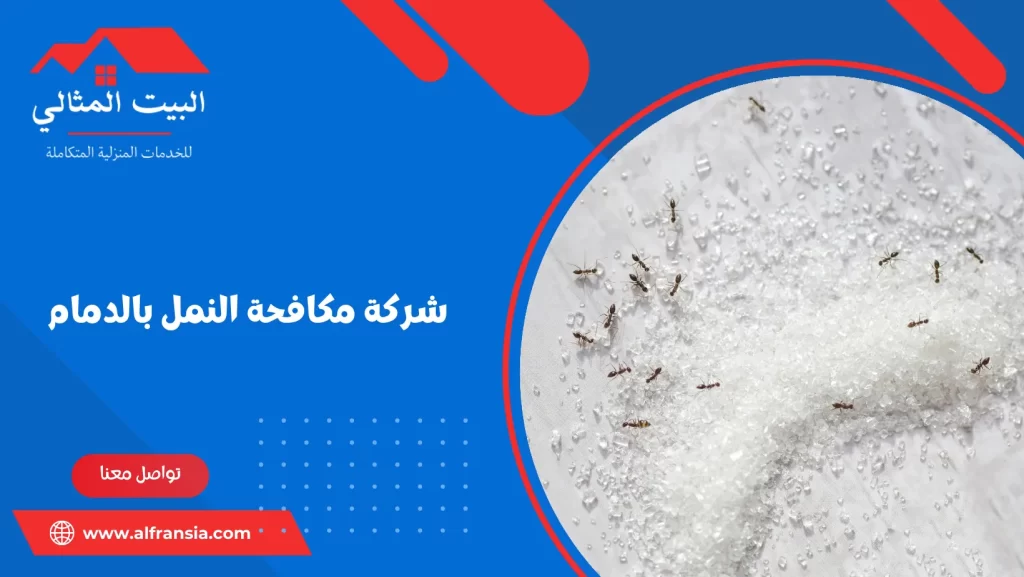 شركة مكافحة النمل بالدمام