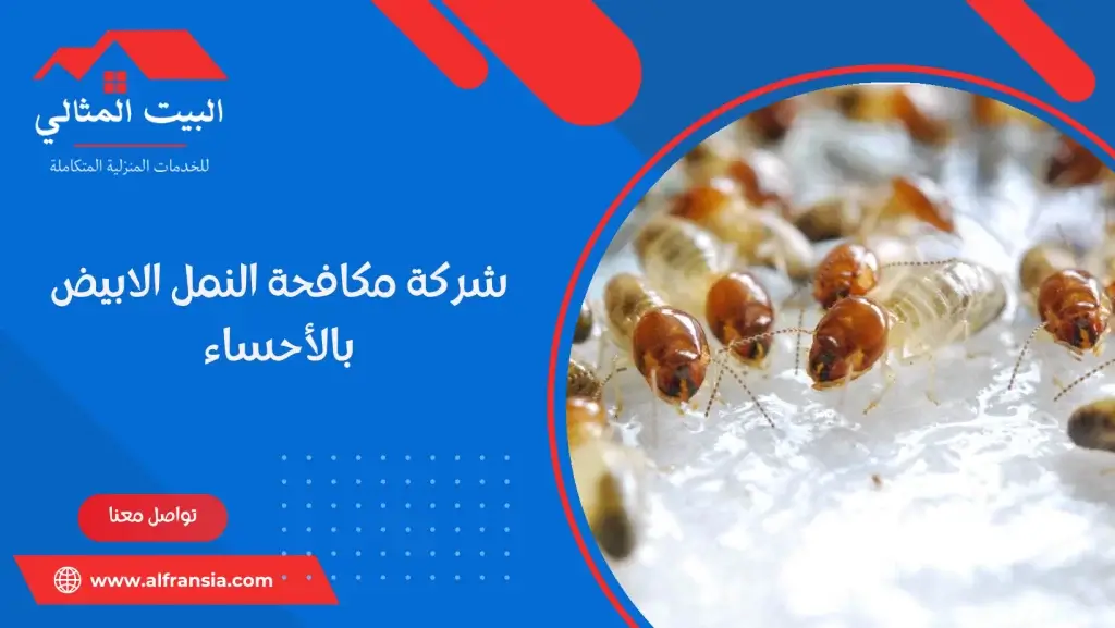 شركة مكافحة النمل الابيض بالأحساء