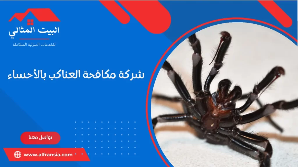 شركة مكافحة العناكب بالأحساء