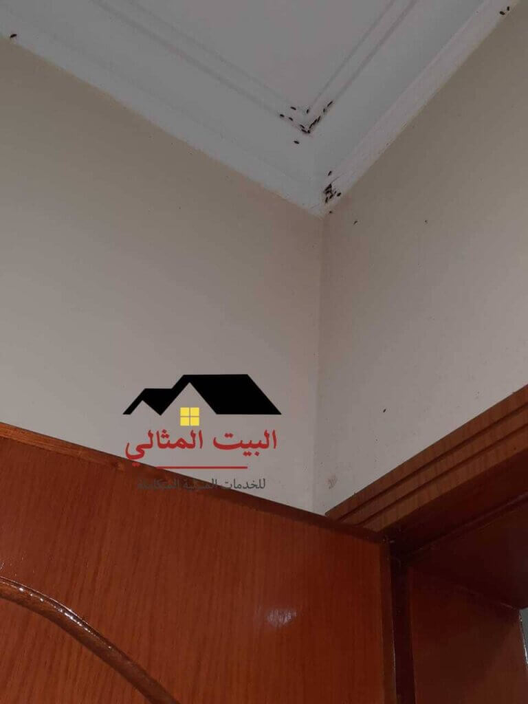 مكافحة البق المنزلي بالدمام